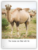 Kaleidoscope GR-G: Humpty Has Two Humps