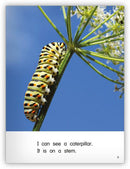 Kaleidoscope GR-D: In the Garden