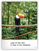 Kaleidoscope GR-B: In the Rainforest!