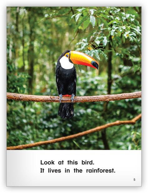 Kaleidoscope Big Book GR-B: In the Rainforest