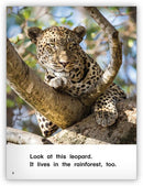 Kaleidoscope Big Book GR-B: In the Rainforest