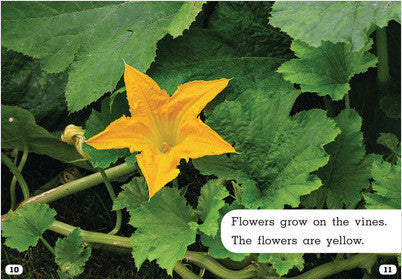 Plant Life Cycles:Let's Look at Pumpkins