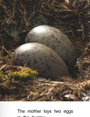 Kaleidoscope GR-H: Little Blue Penguins