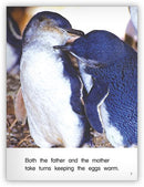 Kaleidoscope GR-H: Little Blue Penguins