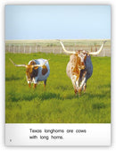 Kaleidoscope GR-D: Longhorns