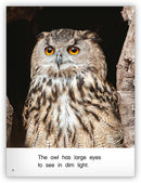 Kaleidoscope GR-F: Night Fliers