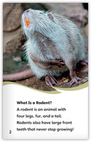 Rodents (Fables & The Real World)
