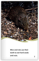 Rodents (Fables & The Real World)