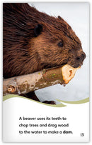 Rodents (Fables & The Real World)