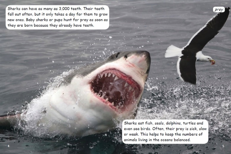 Red Rocket Fluency Level 4 Non Fiction C (Level 22):Saving Sharks