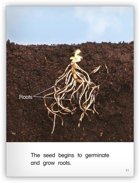 Kaleidoscope GR-G: Seeds