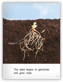 Kaleidoscope GR-G: Seeds