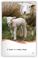 Sheep (Fables & The Real World)