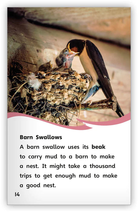 Smart Birds, Amazing Birds (Fables & The Real World)