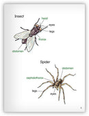Kaleidoscope GR-F: Spider Sandwich