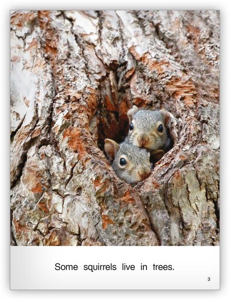 Kaleidoscope Big Book GR-D: Squirrels