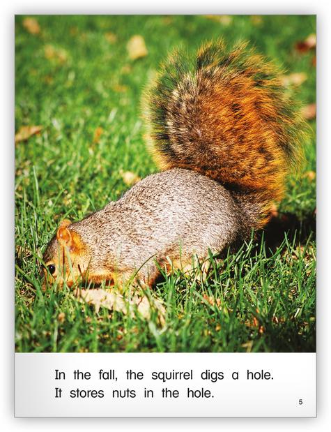 Kaleidoscope GR-D: Squirrels