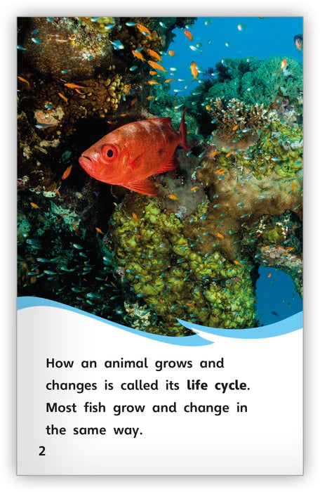 The Life Cycle of a Fish (Fables & The Real World)