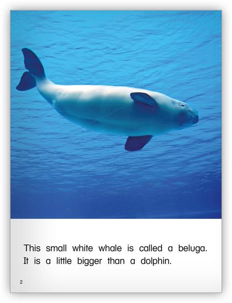 Kaleidoscope GR-I: The White Whale