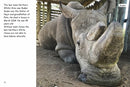 Red Rocket Fluency Level 4 Non Fiction C (Level 22):The Last Rhinos