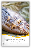 Through the Eyes of a Fly (Fables & The Real World)