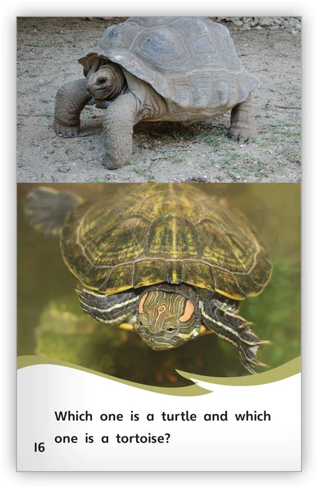 Turtle or Tortoise? (Fables & The Real World)