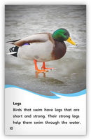 Water Birds (Fables & The Real World)