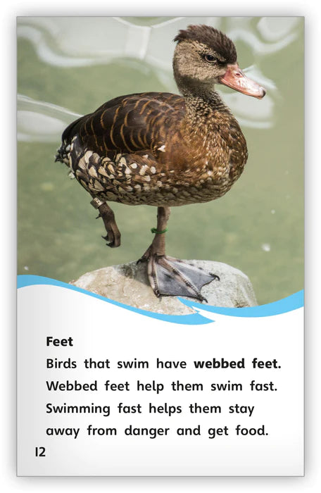 Water Birds (Fables & The Real World)