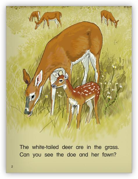 Kaleidoscope GR-F: White - Tailed Deer