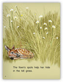 Kaleidoscope GR-F: White - Tailed Deer