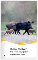 Wild Boars (Fables & The Real World)