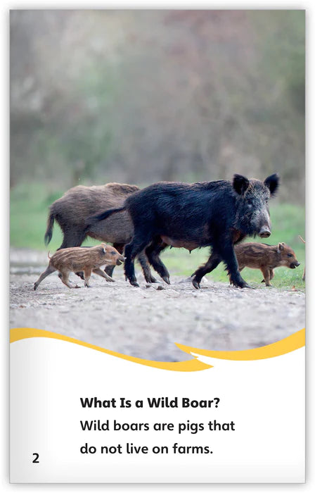 Wild Boars (Fables & The Real World)