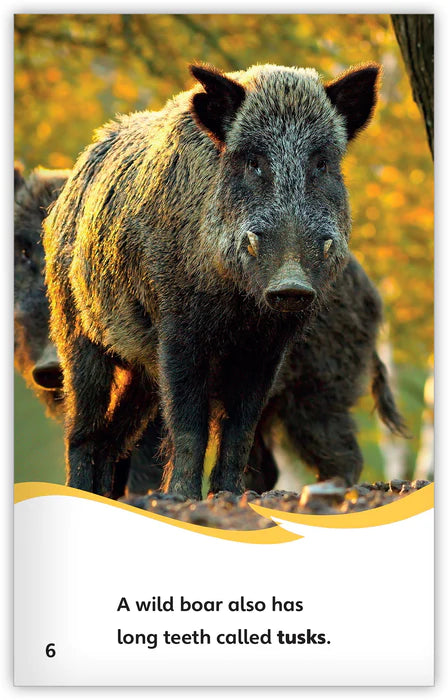 Wild Boars (Fables & The Real World)