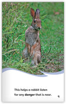 Wild Rabbits (Fables & The Real World)