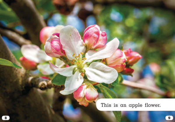 Science All Around Me:Apple Seeds